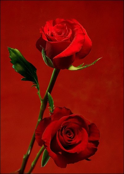 Cartes postales Amour et Animaux : Deux roses rouges pour mon amour