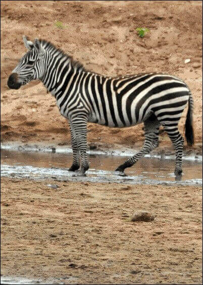 Cartes postales Animaux : Zèbre dans la savane