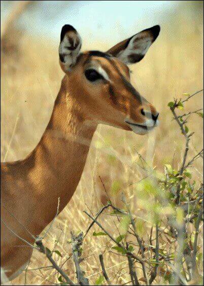 Cartes postales Animaux : Tête de gazelle de Thomson