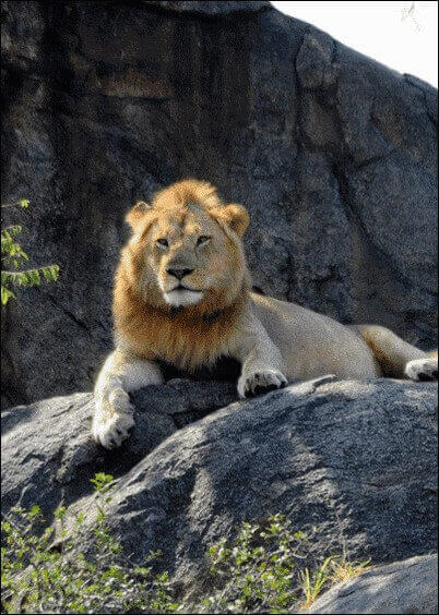 Cartes postales Animaux : Lion sur un rocher
