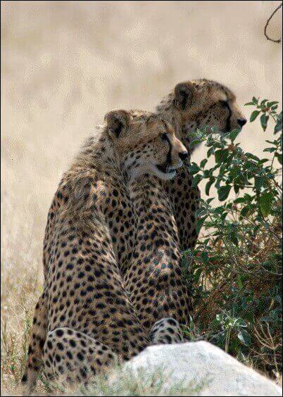 Cartes postales Animaux : Couple de léopards