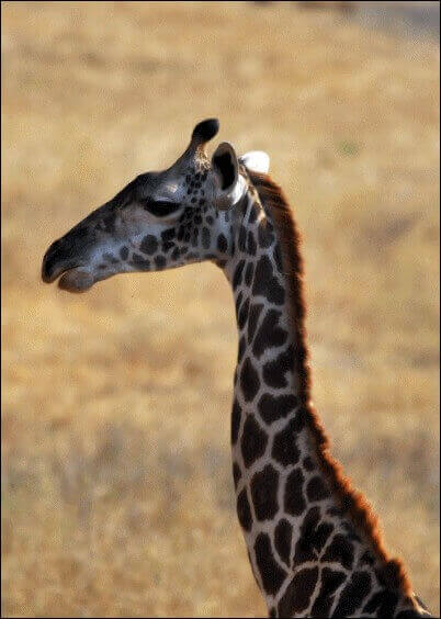 Cartes postales Animaux : Profil de girafe