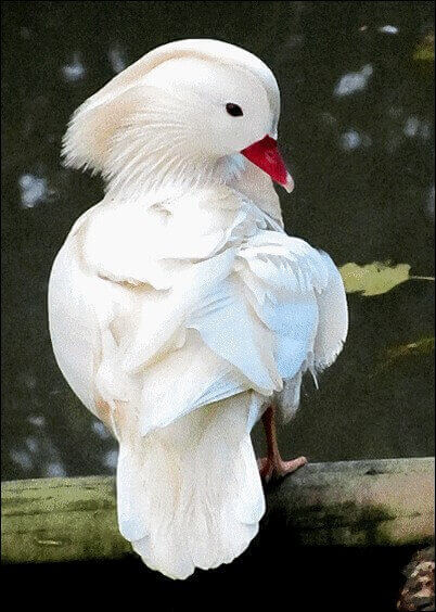 Cartes postales Animaux : Bel oiseau blanc