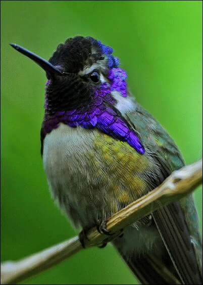 Cartes postales Animaux : Oiseau à tête bleue