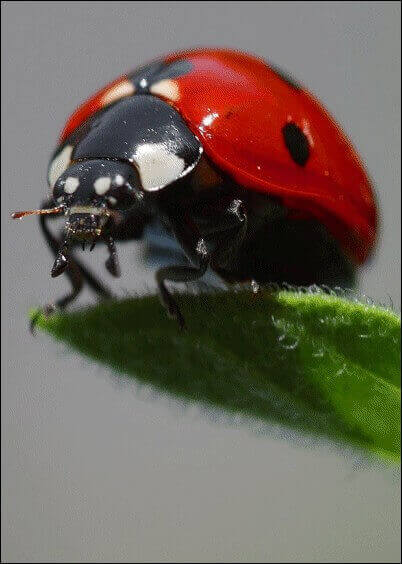 Cartes postales Animaux : Coccinelle en gros plan