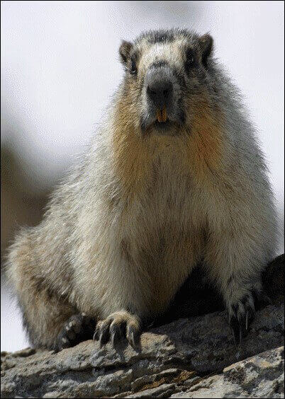 Cartes postales Animaux : Marmotte