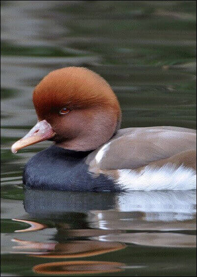 Cartes postales Animaux : Canard Red crested pochard