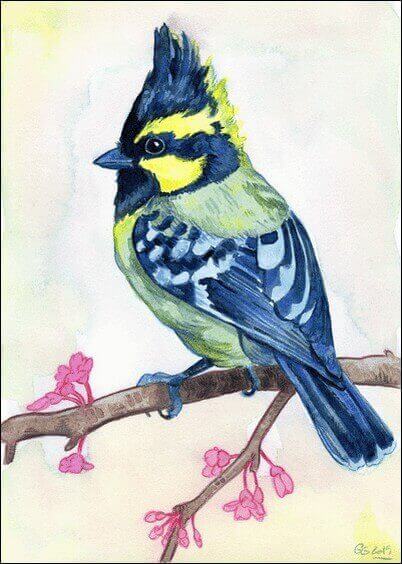 Cartes postales Animaux : Oiseau - Mésange à joues jaunes sur une branche