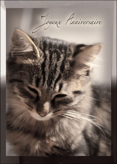 Cartes postales Anniversaire et Animaux : Chat gris