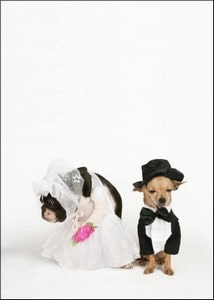 Cartes postales Mariage Animaux et Nature