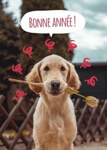 Cartes postales Fêtes de fin d'année - Voeux Animaux et Nature