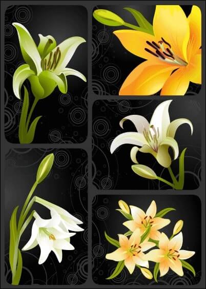 Cartes postales de Condoléances Animaux et Nature : Avec des fleurs