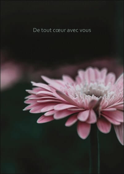Cartes postales de Condoléances Animaux et Nature : Fleur rose - De tout coeur avec vous