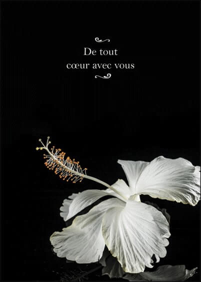 Cartes postales de Condoléances Animaux et Nature : Fleur blanche - De tout coeur avec vous
