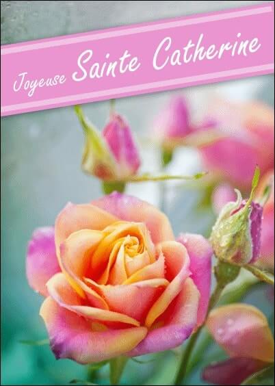 Cartes postales Ste Catherine : Rose rose