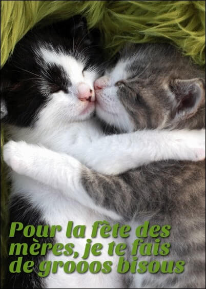 Cartes postales Fête des mères : Câlin des petits chatons