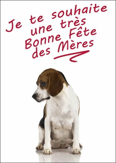 Cartes postales Fête des mères : Chien