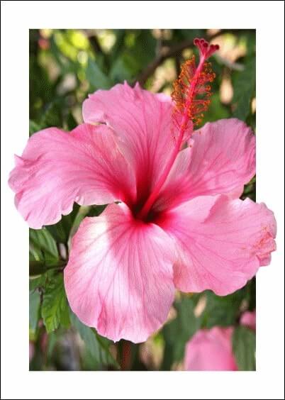 Cartes postales Fleurs et Nature : Hibiscus