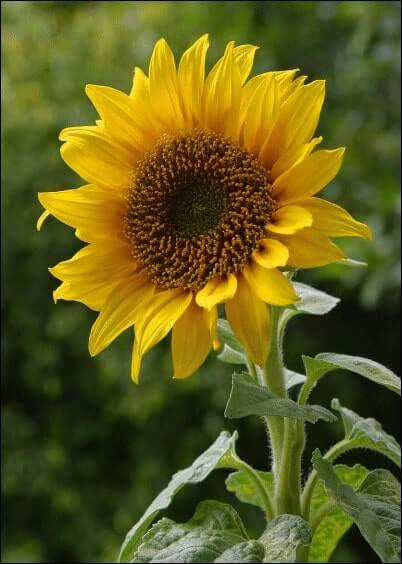 Cartes postales Fleurs et Nature : Fleur de tournesol