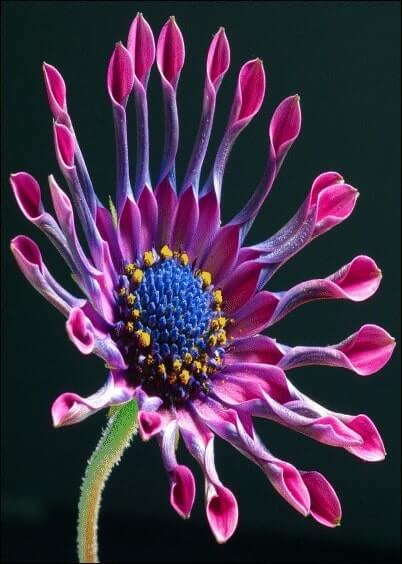 Cartes postales Fleurs et Nature : African daisy