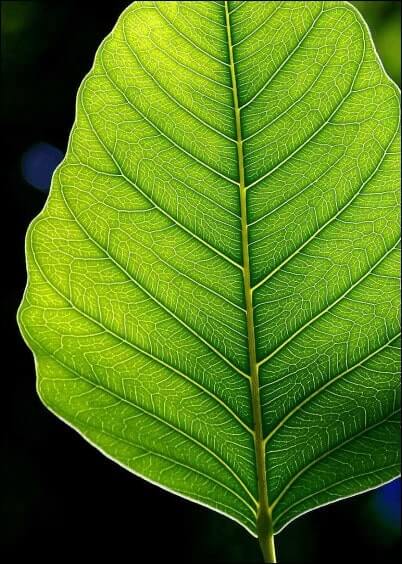 Cartes postales Fleurs et Nature : Belle feuille verte