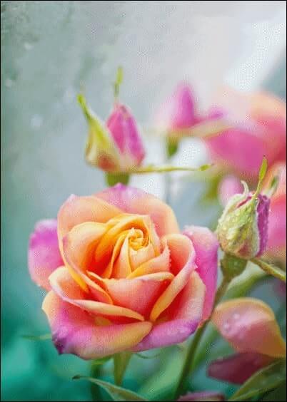 Cartes postales Fleurs et Nature : Rose qui fleurit