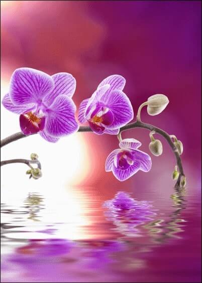 Cartes postales Fleurs et Nature : Orchidées sur fond violet