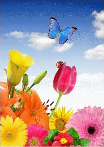 Cartes postales Fleurs et Nature : Papillon bleu dans les fleurs
