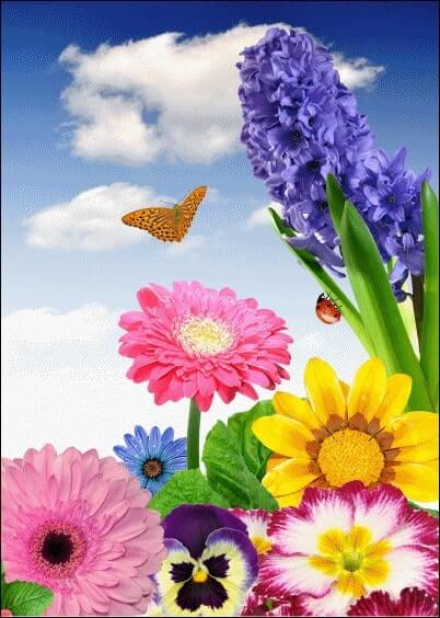 Cartes postales Fleurs et Nature : Papillon et coccinelle