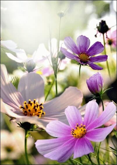 Cartes postales Fleurs et Nature : Cosmos violettes