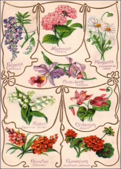 Cartes postales Fleurs et Nature : Signification des fleurs