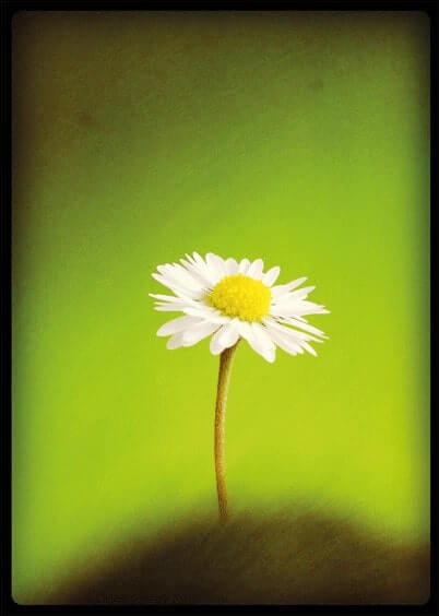 Cartes postales Fleurs et Nature : Paquerette sur fond vert