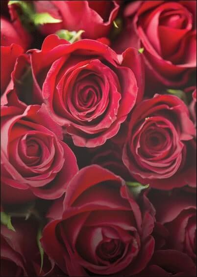Cartes postales Fleurs et Nature : Roses de Saint-Valentin