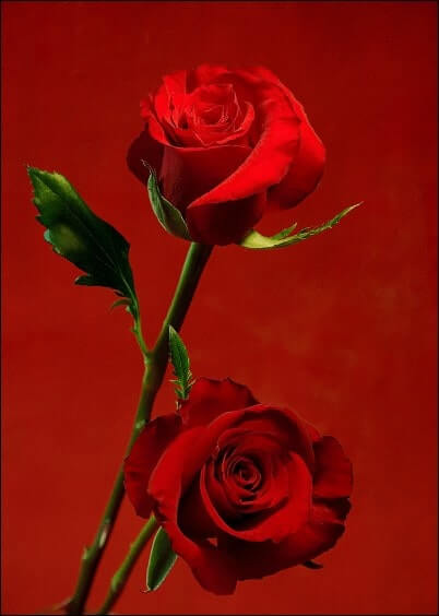Cartes postales Fleurs et Nature : Deux roses rouges pour mon amour
