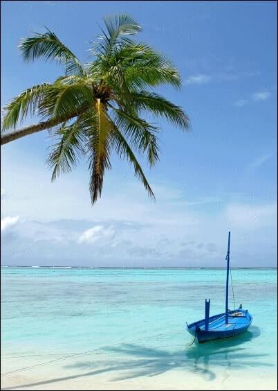 Cartes postales Paysages et Nature : Bateau et palmier au paradis