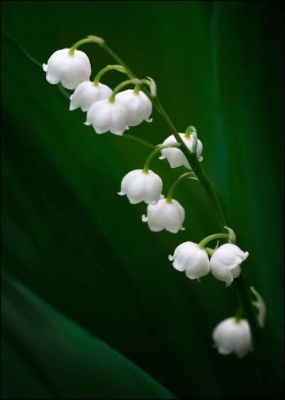 Cartes postales du 1er mai : Muguet du 1er mai