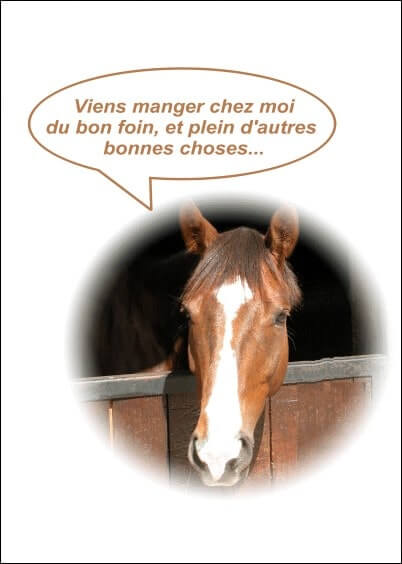 Cartes postales Humour : Invitation avec un cheval - Viens chez moi manger du foin