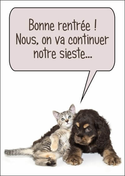 Cartes postales Humour : Chien et chat - On continue la sieste