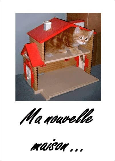 Cartes postales Déménagement : Chaton dans une maison de poupée