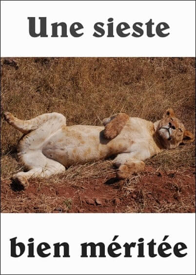Cartes postales Bonne retraite : Sieste d'une lionne