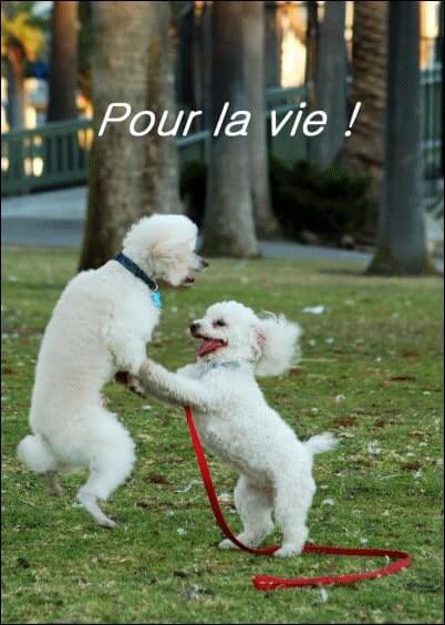 Cartes postales Mariage : Chien-chien pour la vie