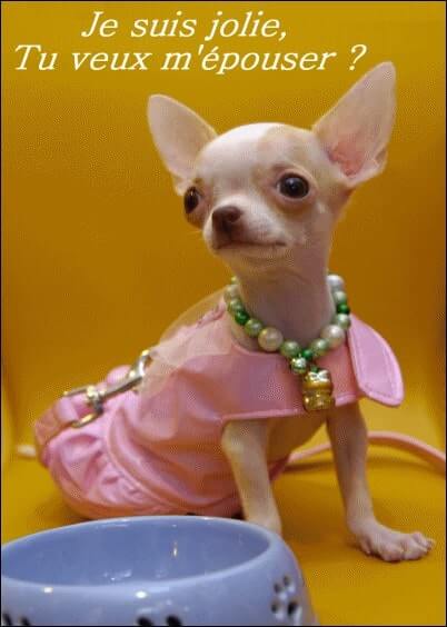 Cartes postales Mariage : Chien Chihuahua - Tu veux m'épouser ?