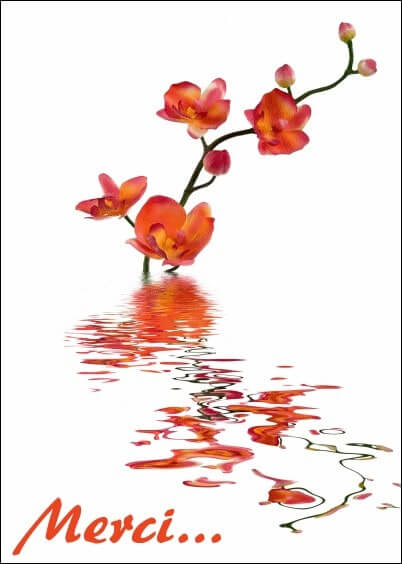 Cartes postales Mariage : Remerciements - Orchidées