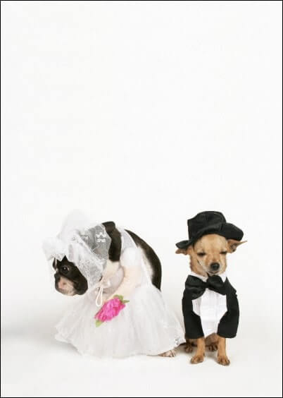Cartes postales Mariage : Petits chiens - à personnaliser