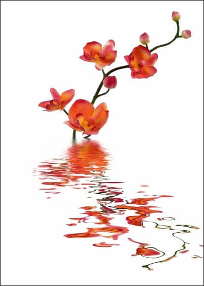 Cartes postales Mariage : Orchidées - à personnaliser