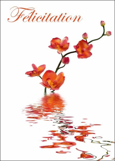 Cartes postales Mariage : Félicitation - Orchidées