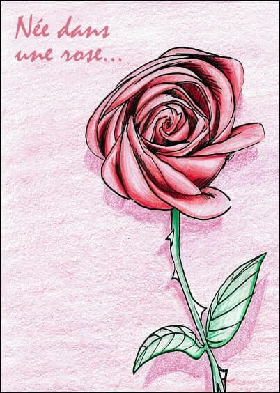 Cartes postales Naissance : Née dans une rose