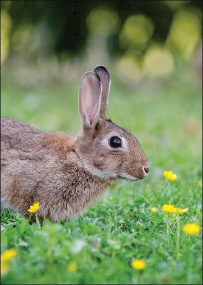 Cartes postales de Pâques : Petit lapin de Pâques dans le pré