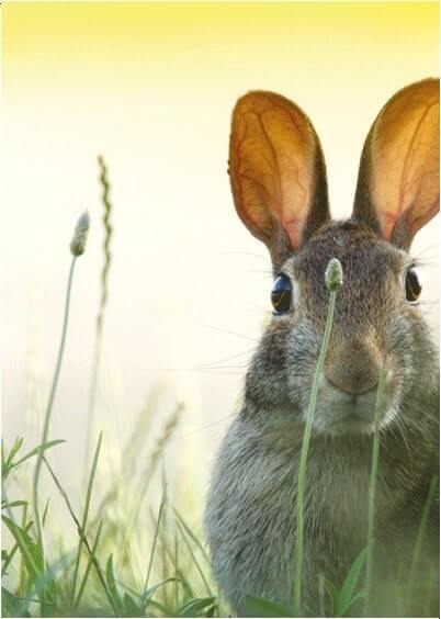 Cartes postales de Pâques : Lapin de Pâques