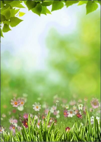 Cartes postales personnalisables Animaux et Nature : Prairie et paquerettes